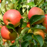 Oude appelboom - Malus d. Rode Boskoop