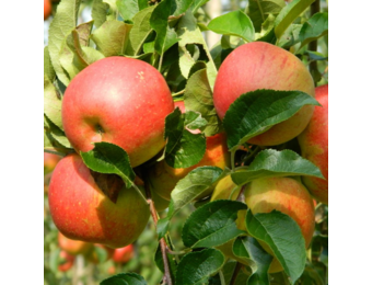 Oude appelboom - Malus d. Rode Boskoop