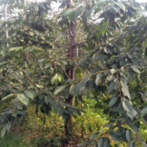 Oude Kersenboom - Prunus a. Merchant