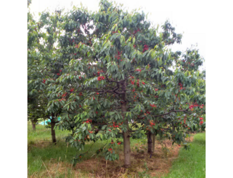 Oude Kersenboom - Prunus a. Burlat