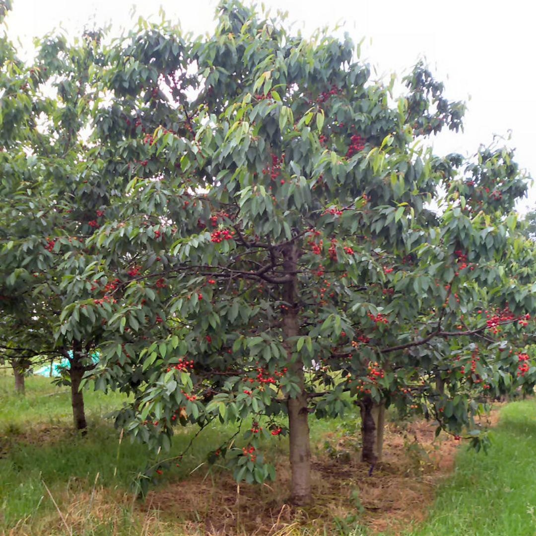 Oude Kersenboom - Prunus a. Burlat