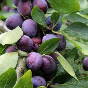 Oude Pruimenboom - Prunus d. Opal