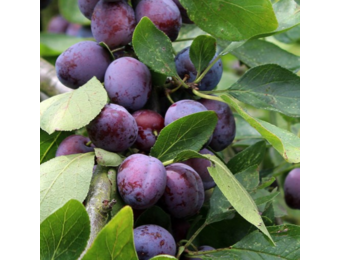 Oude Pruimenboom - Prunus d. Opal