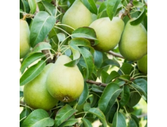 Oude Perenboom - Doyenn du Comice