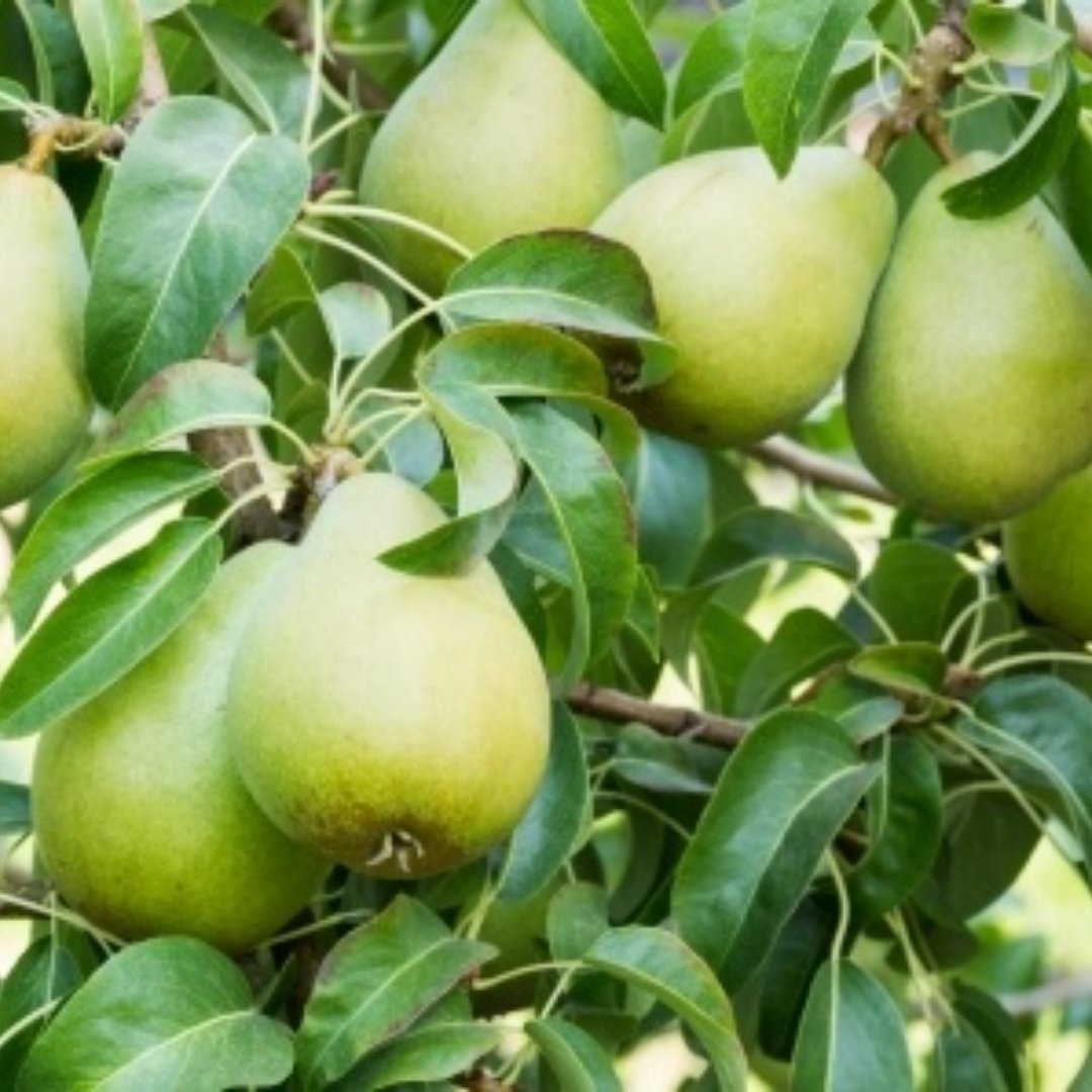 Oude Perenboom - Doyenn du Comice