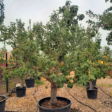 Oude Perenboom - Gieser Wildeman