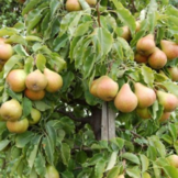 Oude Perenboom - Gieser Wildeman