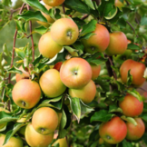 Oude appelboom - Malus Jonagold