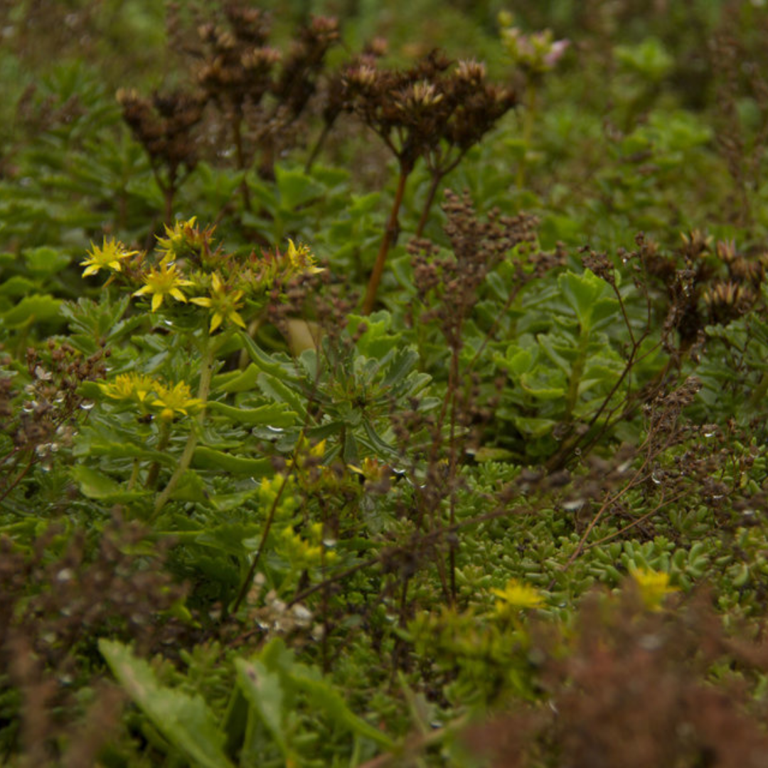 Sedumcassette | Per stuk | 60x40cm