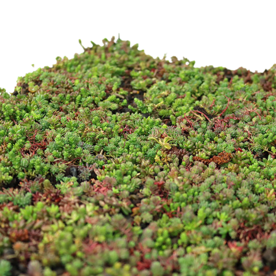 Sedumcassette | Per stuk | 60x40cm