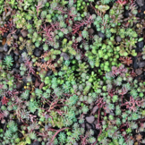 Sedumcassette | Per stuk | 60x40cm