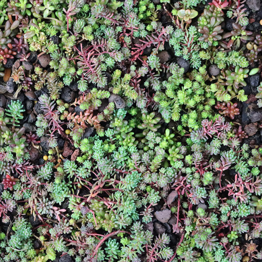 Sedumcassette | Per stuk | 60x40cm