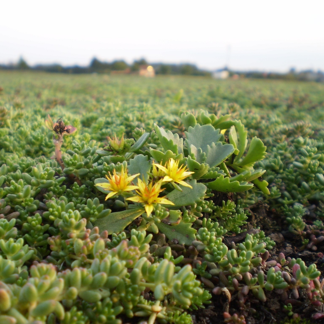 Sedumcassette | Per stuk | 60x40cm