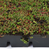 Sedumcassette | Per stuk | 60x40cm