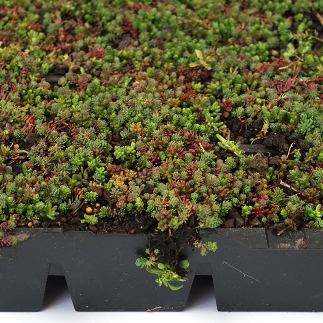 Sedumcassette | Per stuk | 60x40cm