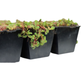 Sedumcassette | Per stuk | 60x40cm