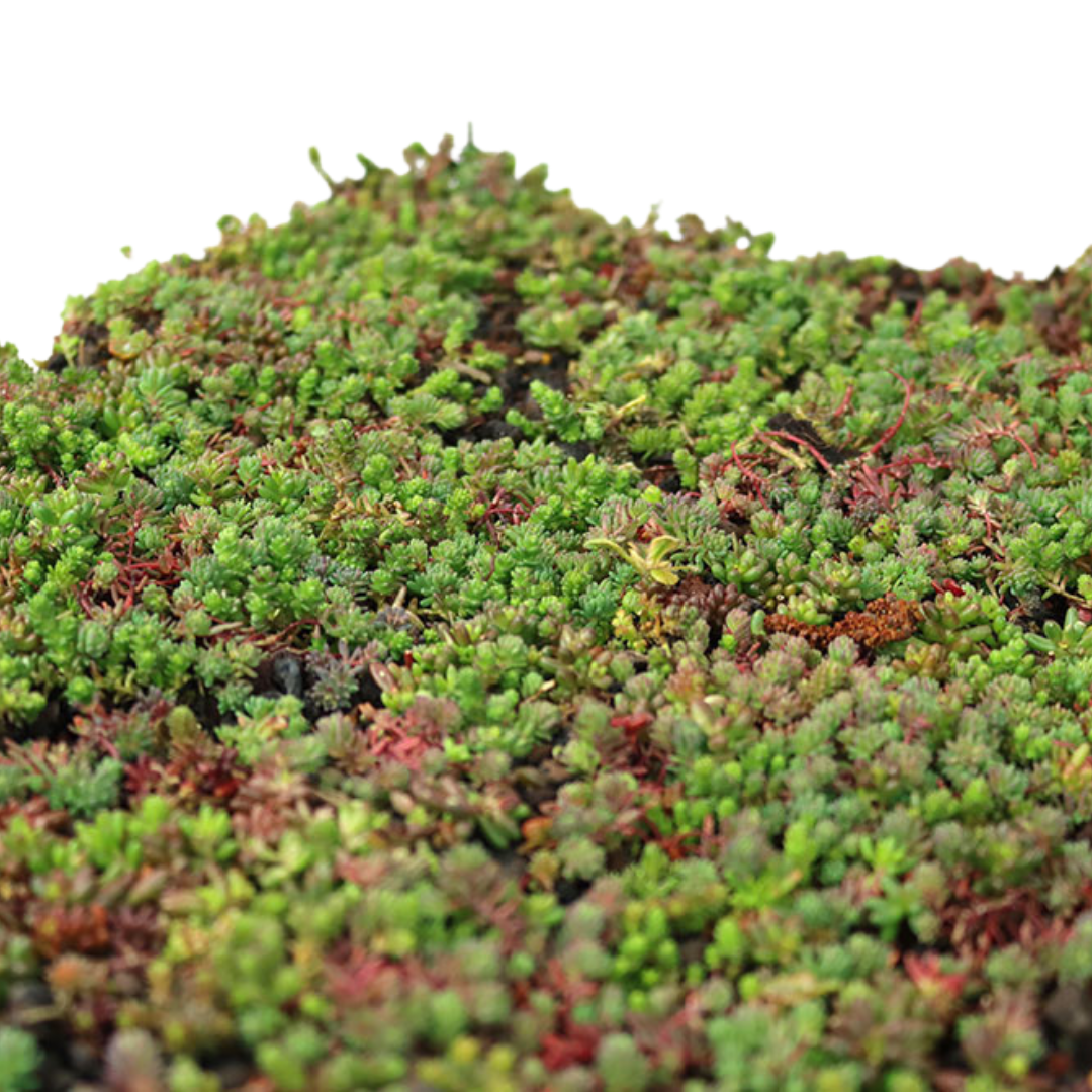 Sedummat | Per M2 | Incl. onderdoek, substraatkorrels en grindrand