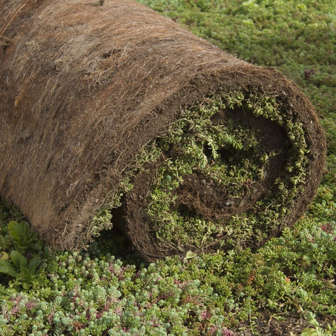 Sedummat | Per M2 | Incl. onderdoek, substraatkorrels en grindrand