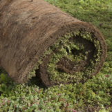 Sedummat | Per M2 | Incl. onderdoek en substraatkorrels