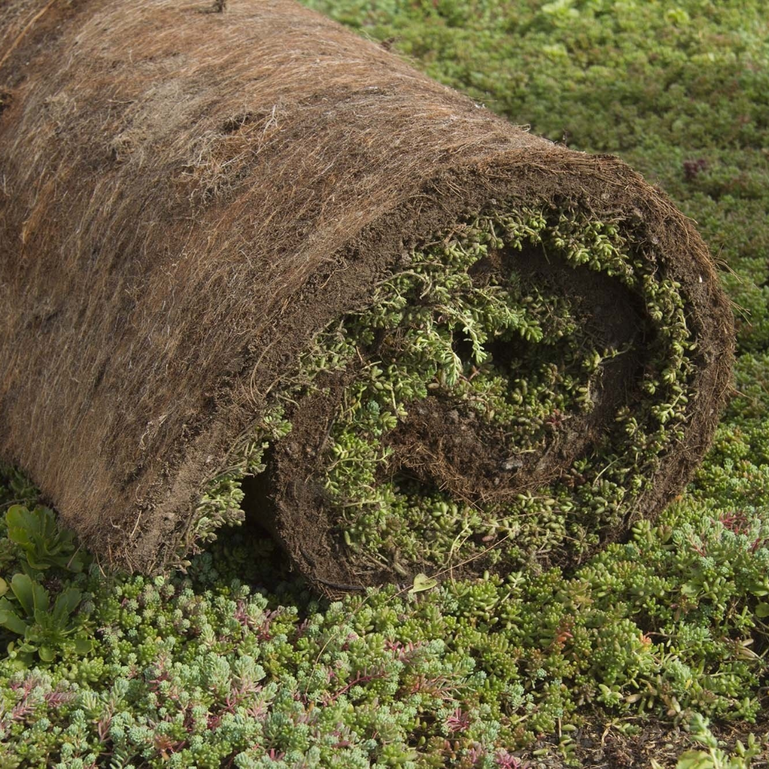 Sedummat | Per M2 | Incl. onderdoek en substraatkorrels