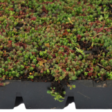 Sedumcassette | Per M2