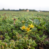 Sedumcassette | Per M2