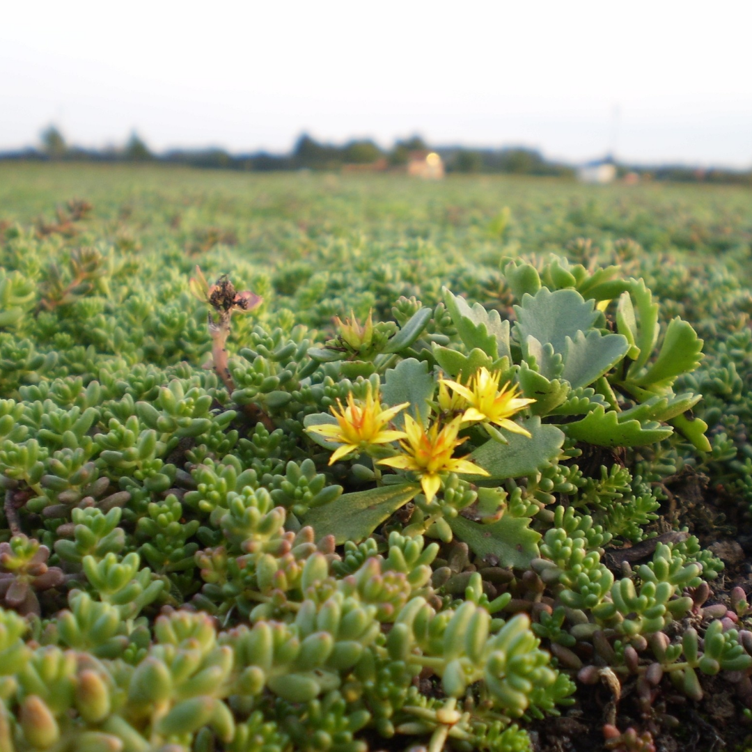 Sedumcassette | Per M2