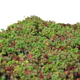 Sedumcassette | Per M2