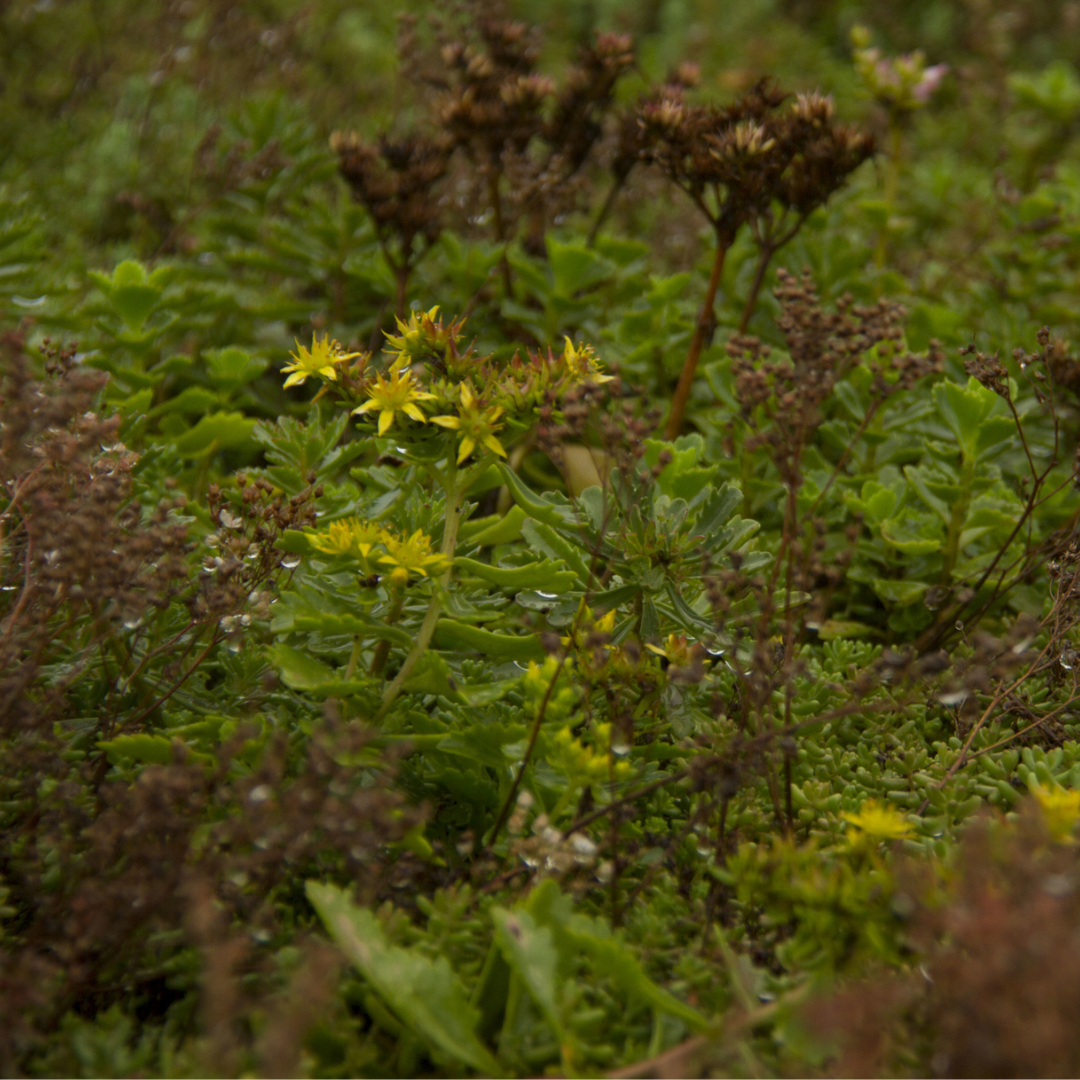 Sedumcassette | Per M2