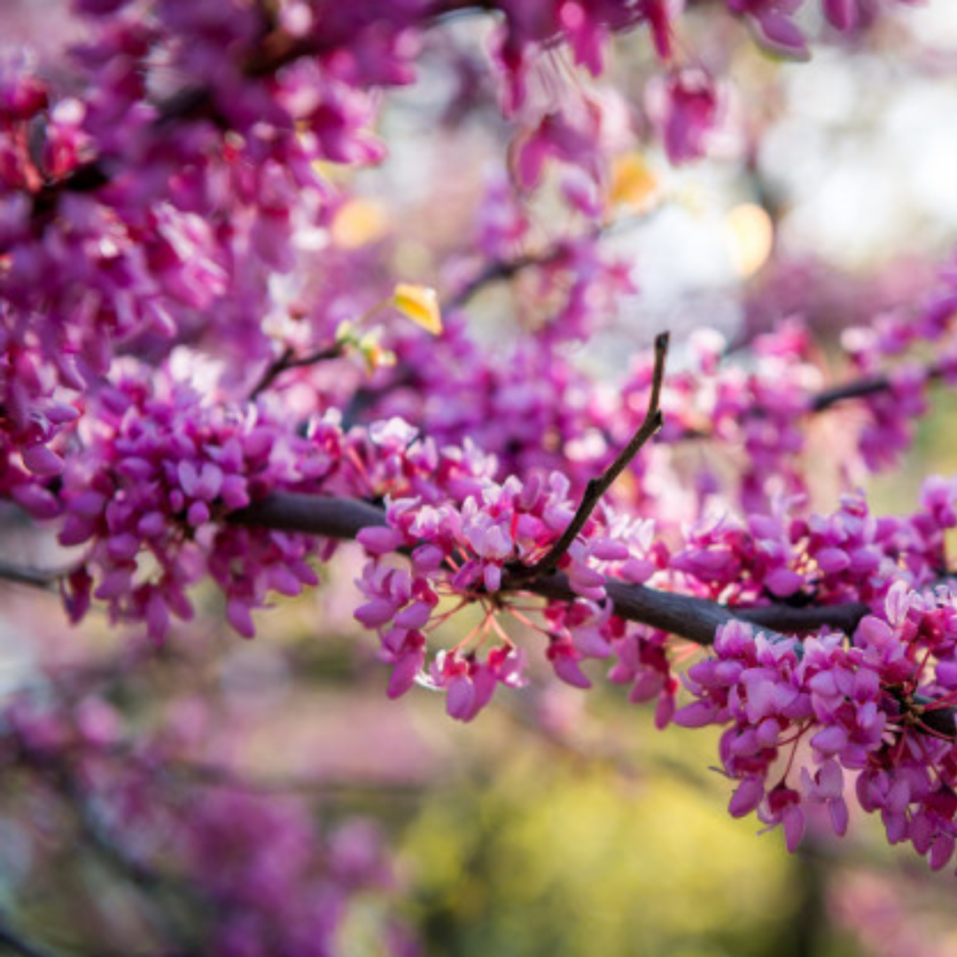 Judas boom - Cercis siliquastrum