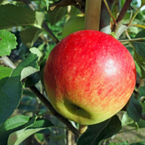 Oude appelboom - Malus Elstar