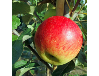 Oude appelboom - Malus Elstar