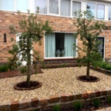 Oude appelboom - Malus Elstar