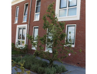 Oude perenboom 'Conference'