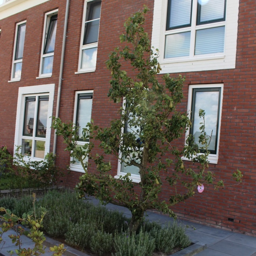 Oude perenboom 'Conference'