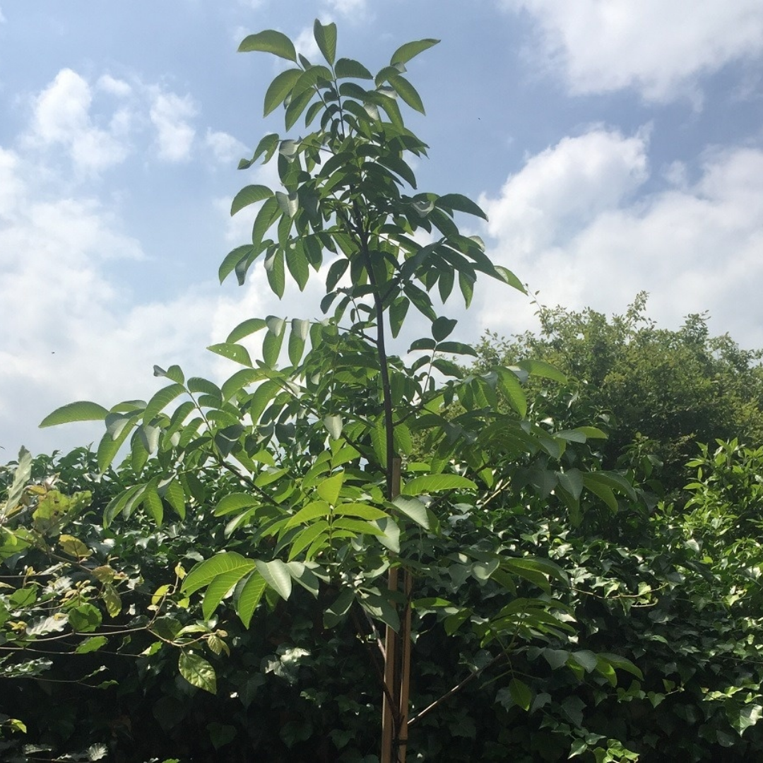 Walnootboom - Juglans regia Broadview