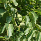 Walnootboom - Juglans regia Buccaneer