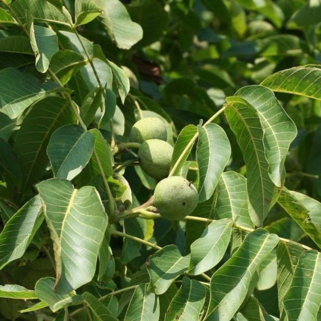 Walnootboom - Juglans regia Buccaneer