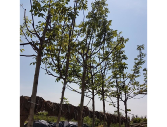 Walnootboom - Juglans regia Buccaneer