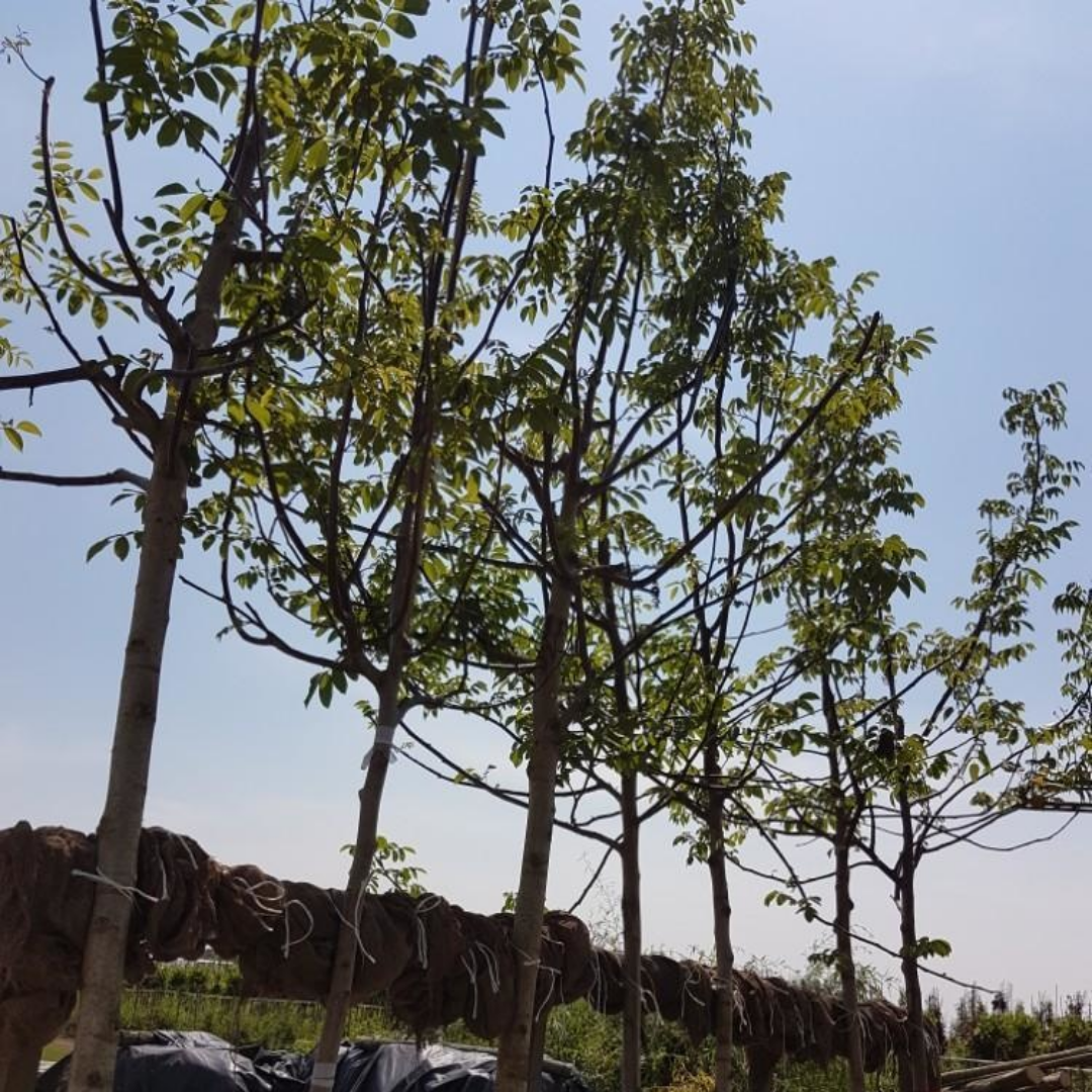 Walnootboom - Juglans regia Buccaneer