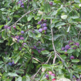 Pruimenboom - Prunus d. Opal