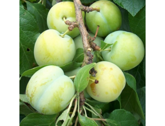 Pruimenboom - Prunus Reine Claude d’Oullins