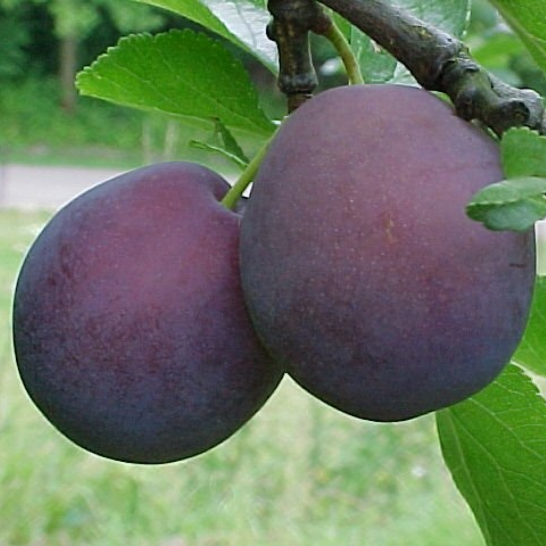 Pruimenboom - Prunus Monsieur Hatif