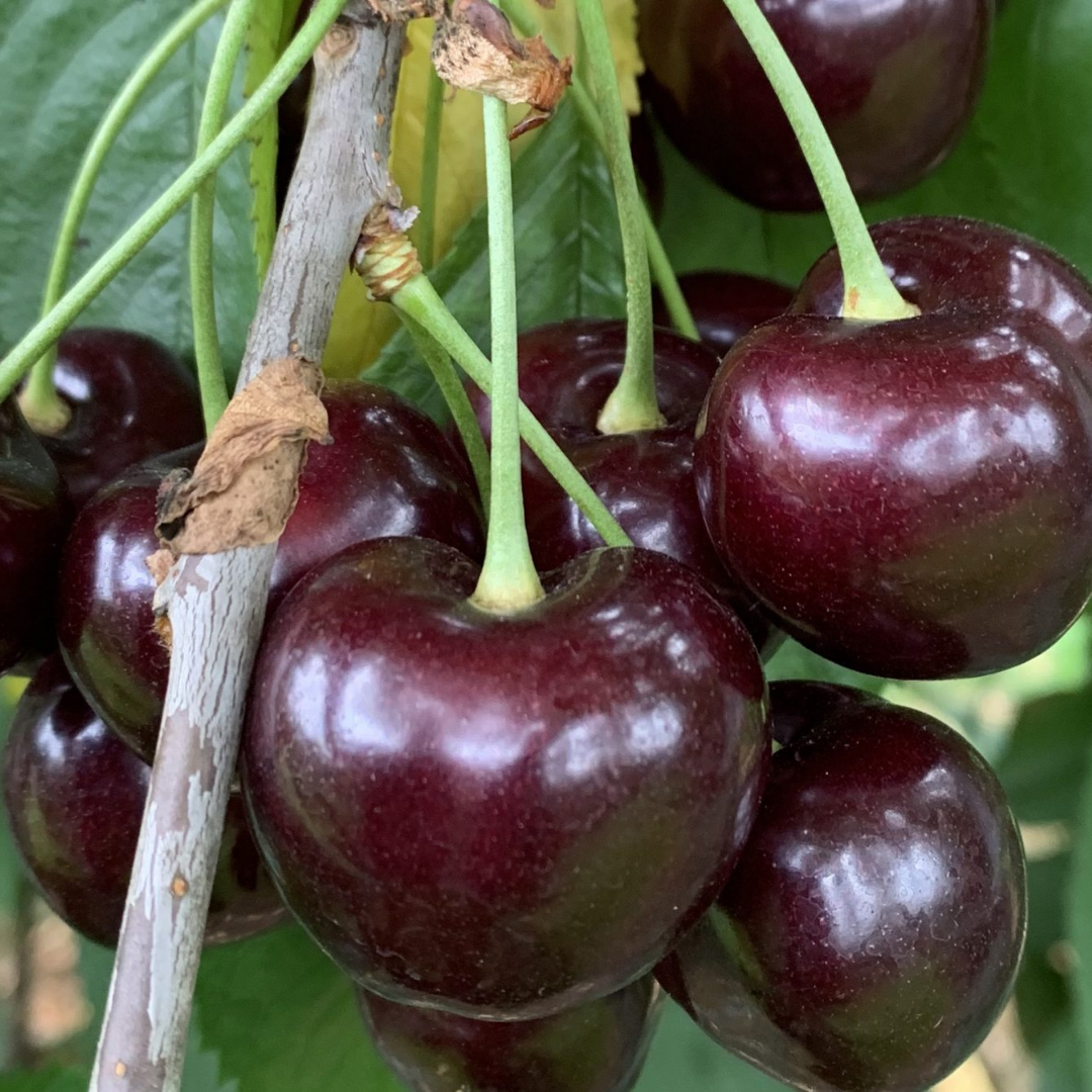 Kersenboom - Prunus Karina