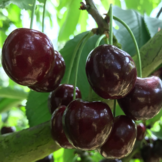 Kersenboom - Prunus Kordia