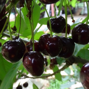 Kersenboom - Prunus Early Rivers