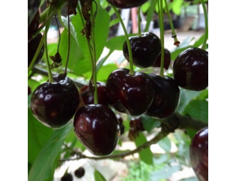 Kersenboom - Prunus Early Rivers