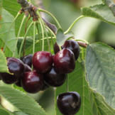 Kersenboom - Prunus Annabella