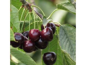 Kersenboom - Prunus Annabella