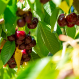 Kersenboom - Prunus a. Van
